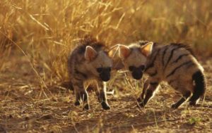aardwolf reproduction baby food facts animal veterinary hyena wildlife number