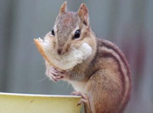 Chipmunk eating bread