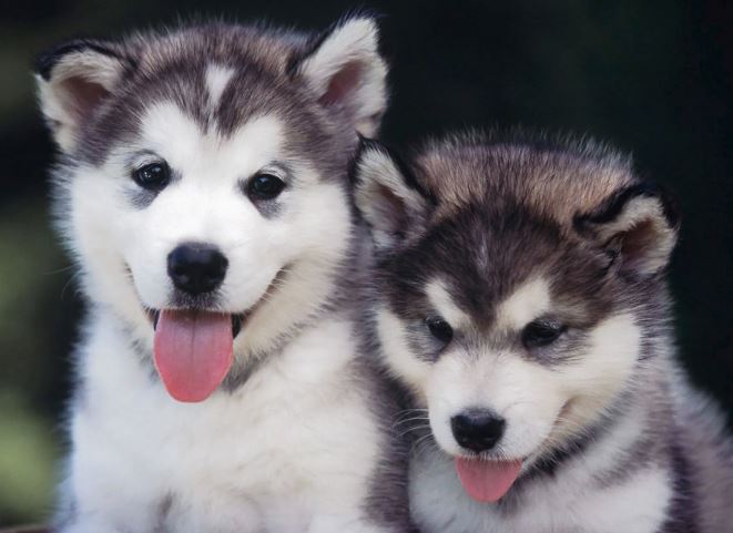 Best Treats for Husky Puppies