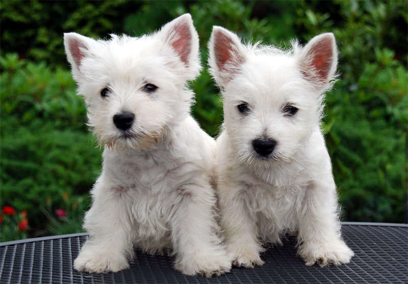 Westie Puppies Small Animal