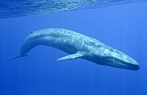 Blue Whale Facts for Kids