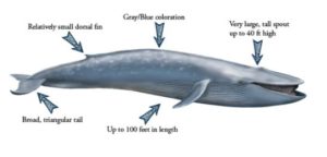 Blue Whale Facts for Kids