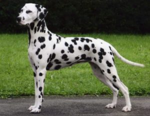 low maintenance dogs Dalmatian