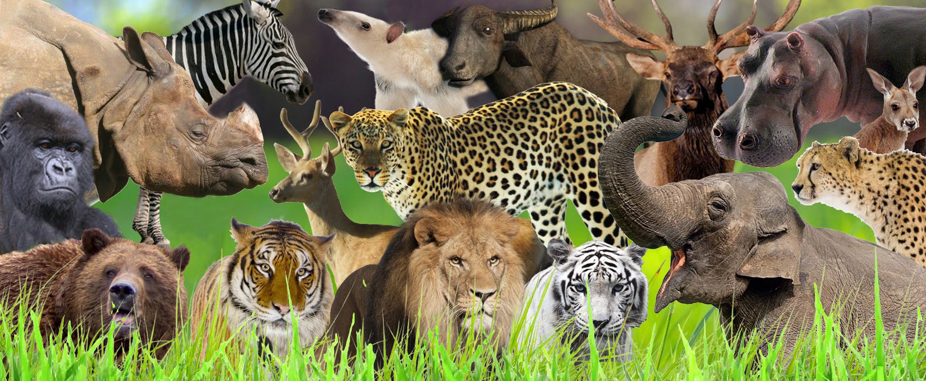 Life Cycle of Animals - Small Animal Planet
