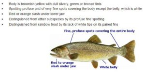Snake River Cutthroat Trout
