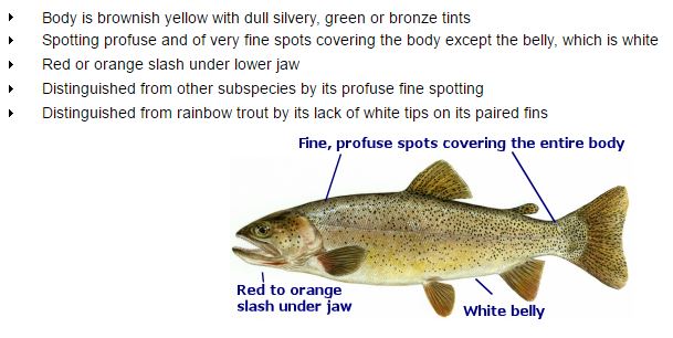 The Less Common Subspecies of Cutthroat Trout - Small Animal Planet