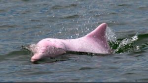 The Amazon River Dolphin