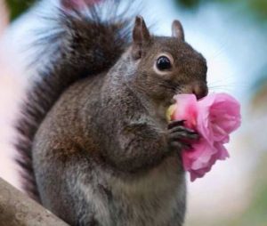 What Animals Eat Roses?