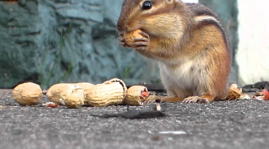 What Do Chipmunks Eat Best To Feed A Chipmunk Small Animal Planet