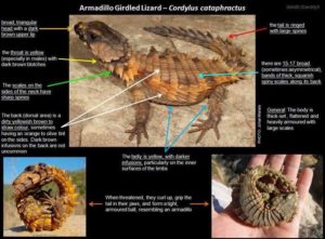 parts of the Armadillo Lizard