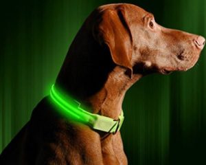 Glow in the dark dog collar