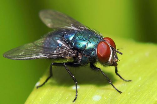 Why the Housefly is the Most Agile Animal on the Planet - Small Animal Planet