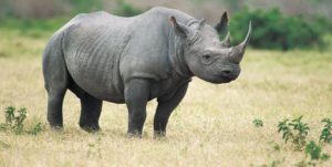 Solitary Animals - Black Rhinoceros