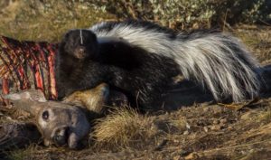 What Do Skunks Like to Eat the Most?