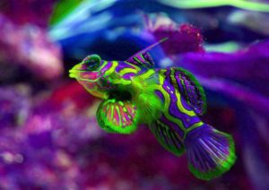 Are Fish Colorblind?