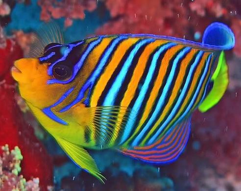 Are Fish Colorblind? - Small Animal Planet