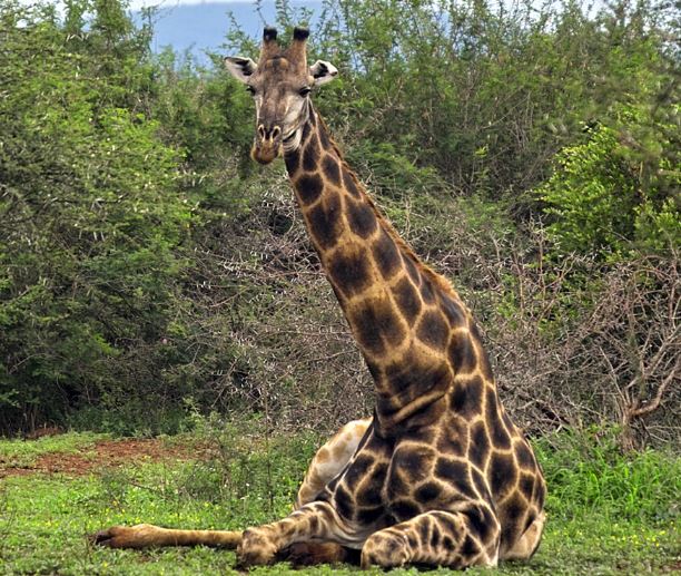 What Animals Has the Highest Blood Pressure - The Giraffe
