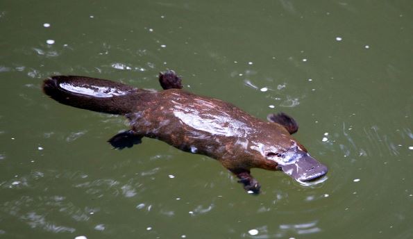 How Unique is the Duck-Billed Platypus? Very! - Small Animal Planet