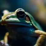 How long can a frog live indoors