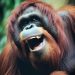50 Orangutan Jokes